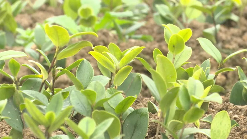 油茶苗插葉培育方法分享 湖北恒貿(mào)茶油有限公司