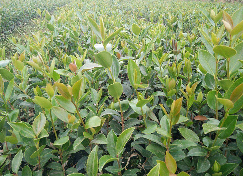油茶苗選購有哪些注意事項(xiàng) 湖北有機(jī)山茶油