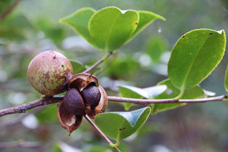 湖北有機山茶油