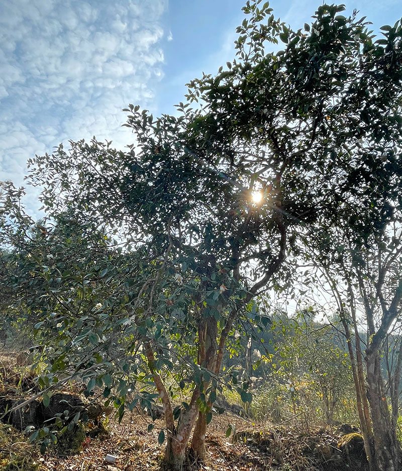 湖北有機(jī)山茶油 湖北有機(jī)山茶油