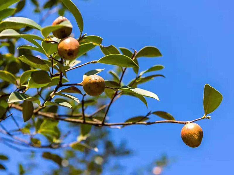 湖北山茶油廠家 湖北山茶油廠家